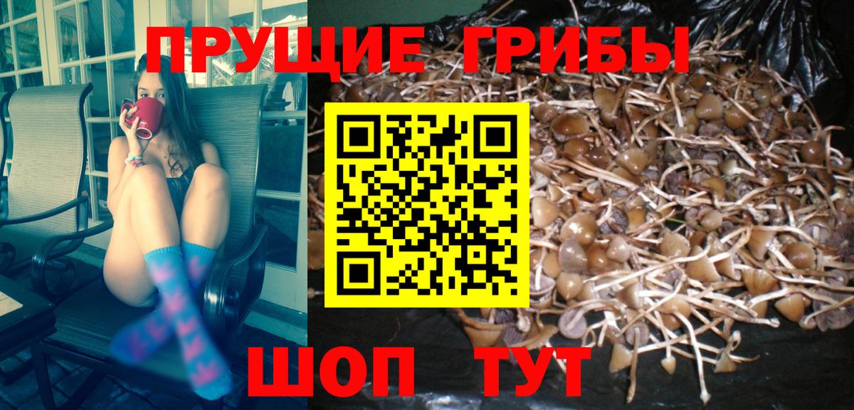 Кимовск  Псилоцибиновые грибы Magic Shrooms  где можно купить   Вход с VPN 